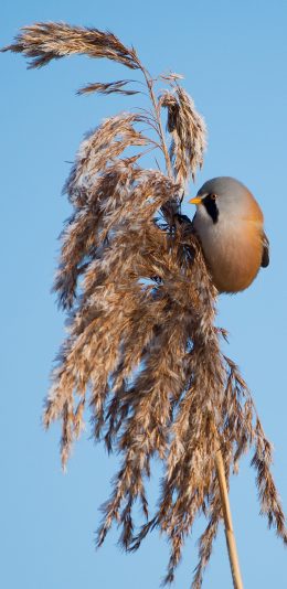 [2436x1125]鸟类 芦苇 羽毛 小鸟 苹果手机壁纸图片