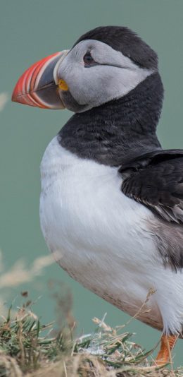 [2436x1125]鸟类 飞禽 北极海欧 苹果手机壁纸图片