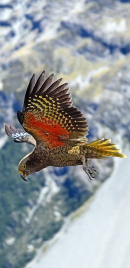 [2436x1125]鸟类 飞禽 老鹰 展翅 苹果手机壁纸图片