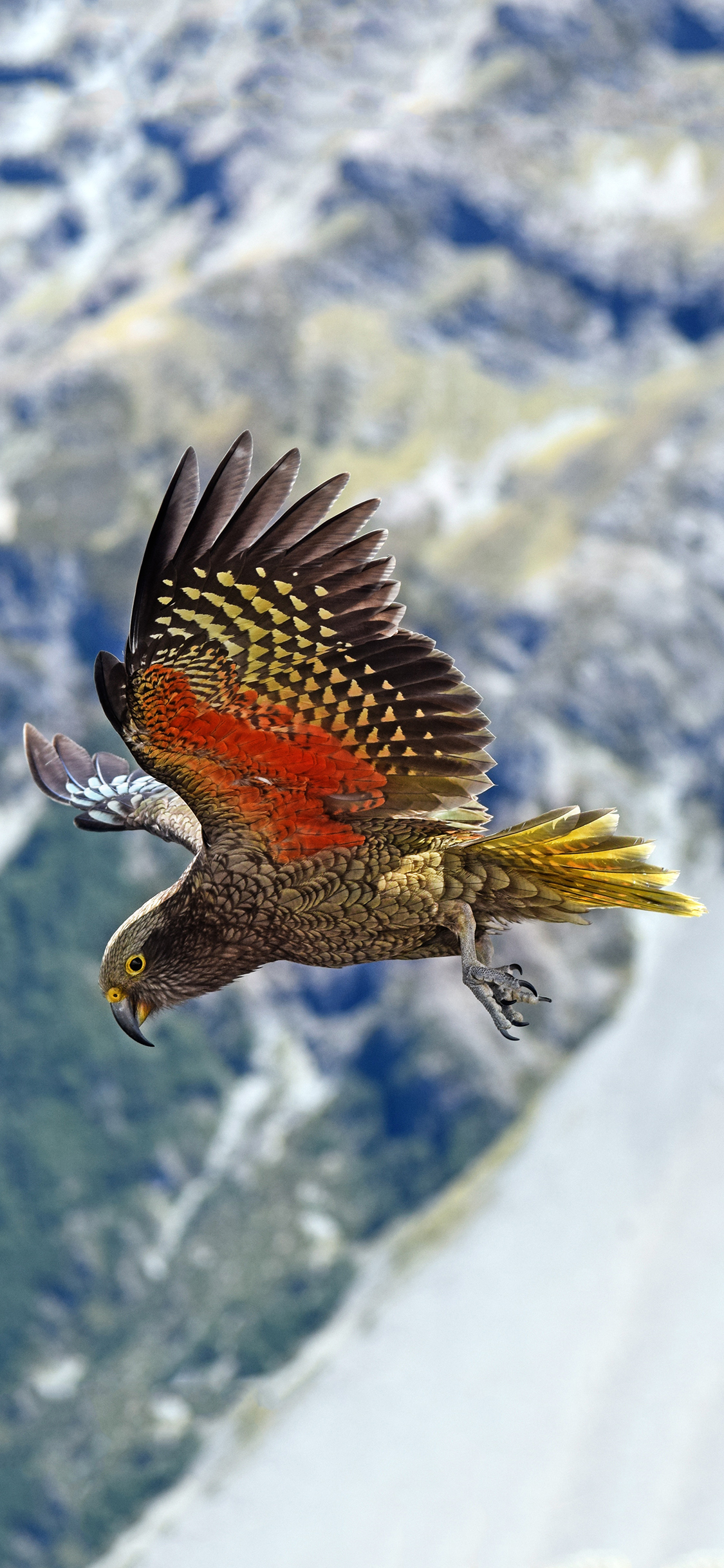 [2436×1125]鸟类 飞禽 老鹰 展翅 苹果手机壁纸图片