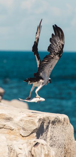 [2436x1125]鸟类 飞翔 翅膀 捕鱼 岩石 苹果手机壁纸图片