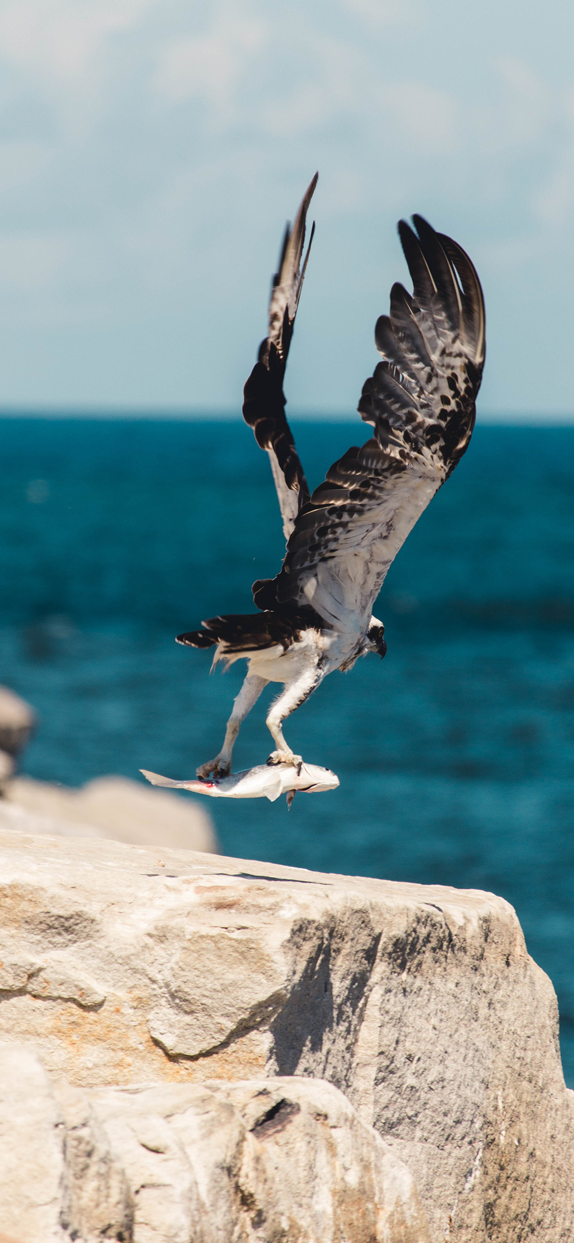 [2436×1125]鸟类 飞翔 翅膀 捕鱼 岩石 苹果手机壁纸图片