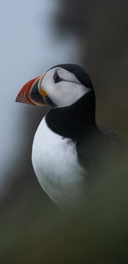 [2436x1125]鸟类 飞鸟 北极海鸥 小型鸟 苹果手机壁纸图片