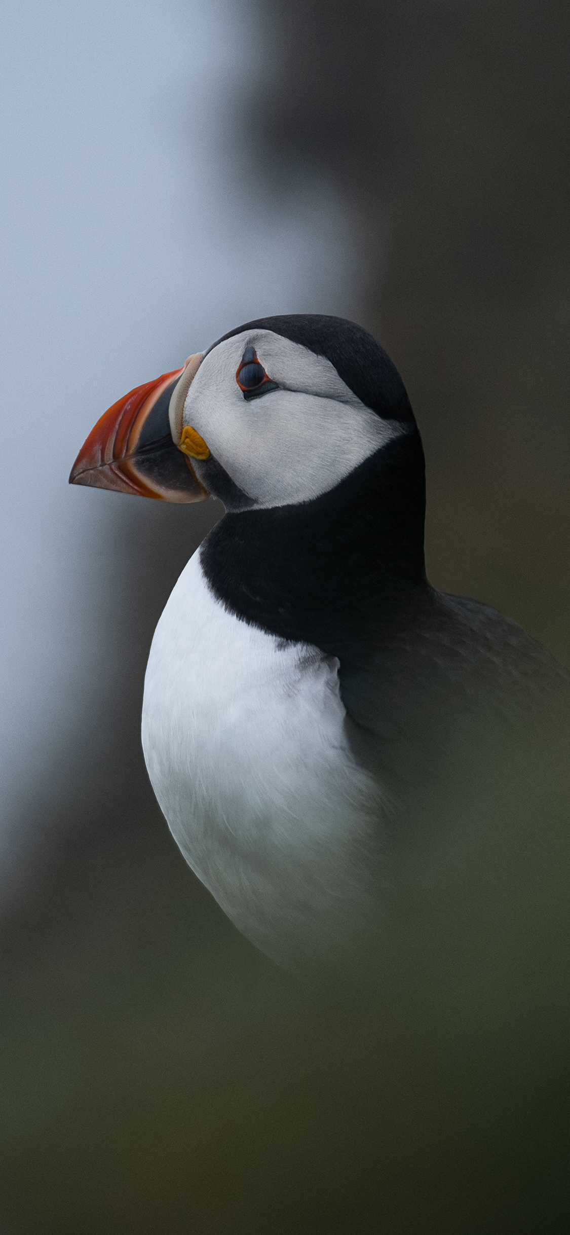 [2436×1125]鸟类 飞鸟 北极海鸥 小型鸟 苹果手机壁纸图片