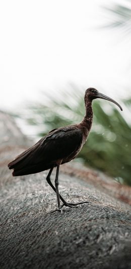[2436x1125]鸟类 飞鸟 黑 长嘴 苹果手机壁纸图片