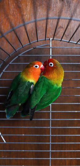 [2436x1125]鸟类 饲养 鹦鹉 学文 苹果手机壁纸图片