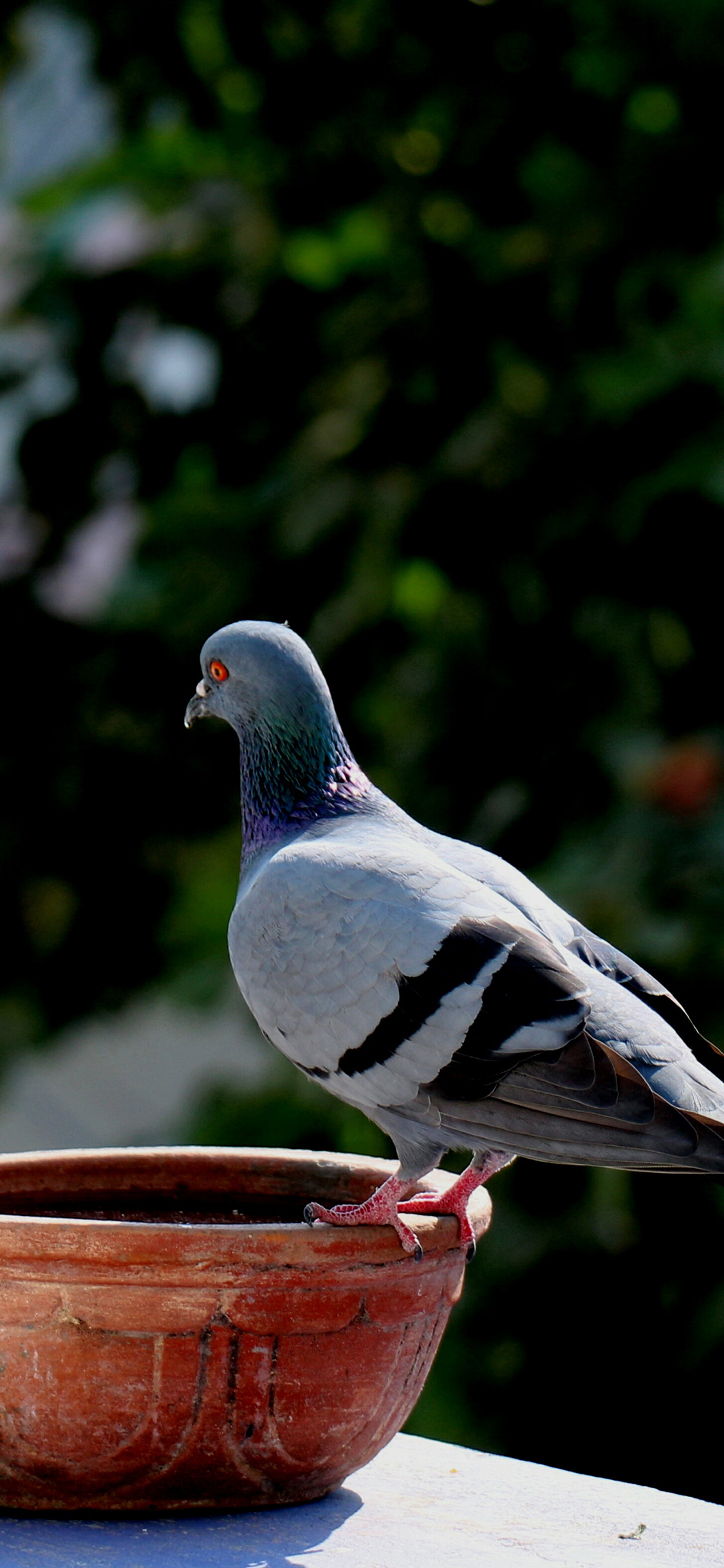 [2436×1125]鸟类 鸽子 盆 飞鸟 苹果手机壁纸图片