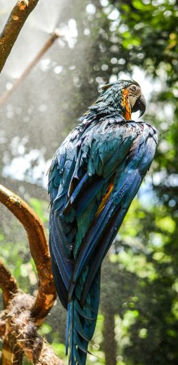 [2436x1125]鸟类 鹦鹉 树枝 羽毛 苹果手机壁纸图片