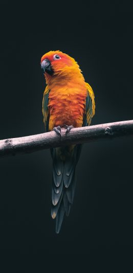 [2436x1125]鸟类 鹦鹉 树枝 羽毛 色彩 苹果手机壁纸图片