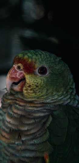 [2436x1125]鸟类 鹦鹉 羽毛 小鸟 苹果手机壁纸图片