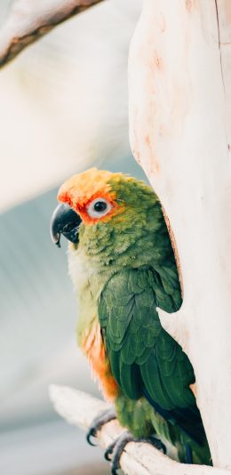 [2436x1125]鸟类 鹦鹉 羽毛 树干 苹果手机壁纸图片