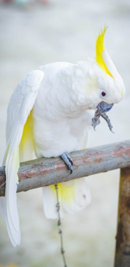 [2436x1125]鸟类 鹦鹉 羽毛 白毛 苹果手机壁纸图片
