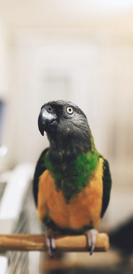 [2436x1125]鸟类 鹦鹉 羽毛 色彩 苹果手机壁纸图片