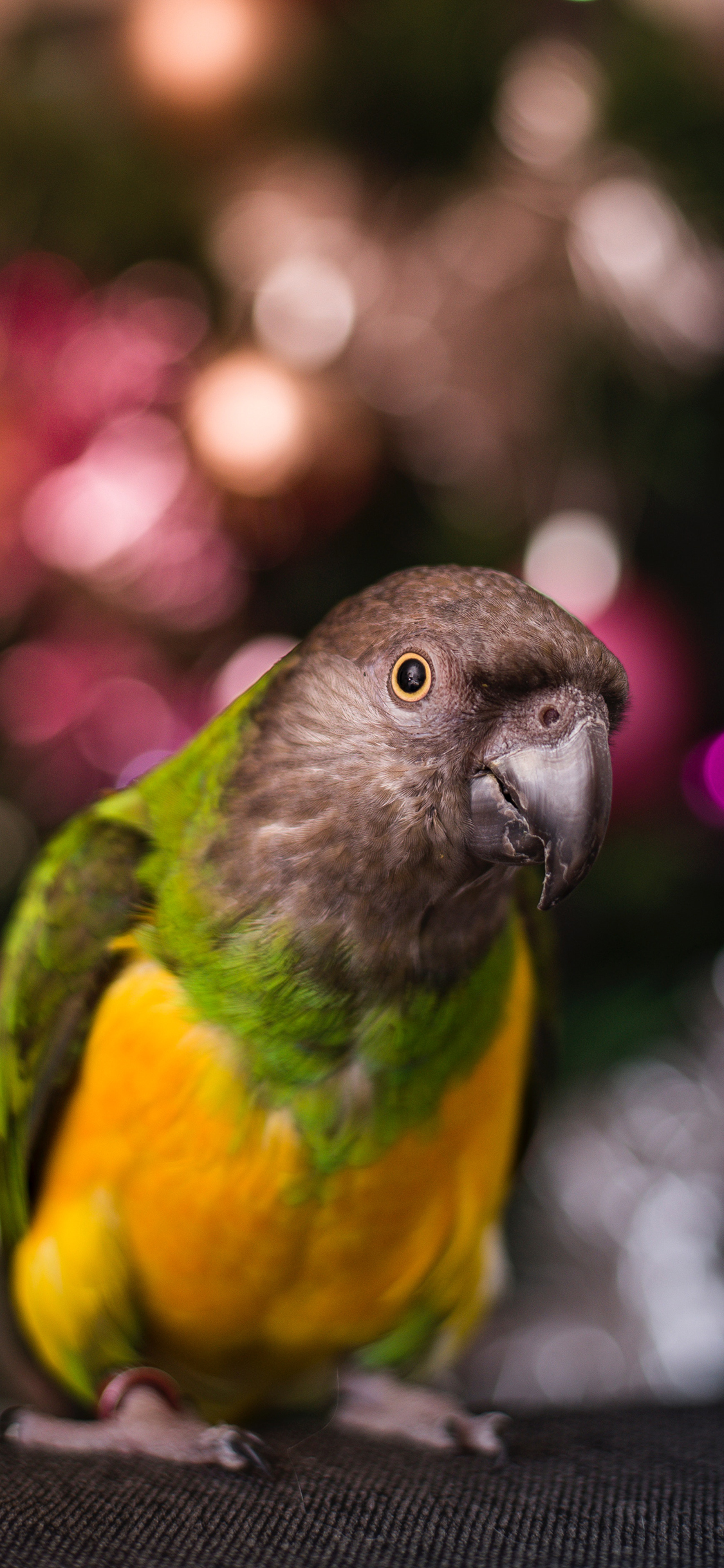 [2436×1125]鸟类 鹦鹉 羽毛 艳丽 苹果手机壁纸图片