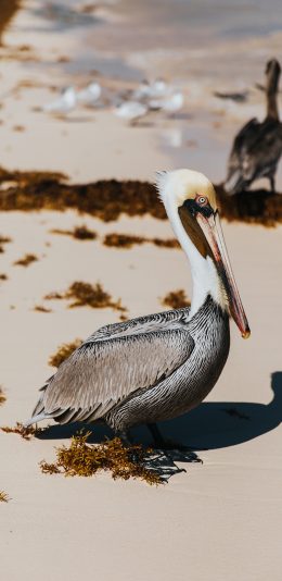 [2436x1125]鸟类 鹭 沙地  羽毛 苹果手机壁纸图片