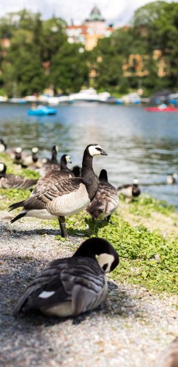 [2436x1125]鸟群 河岸 湖边 聚集 苹果手机壁纸图片