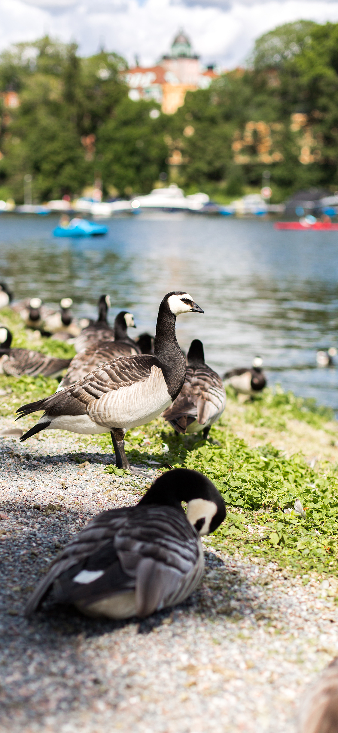 [2436×1125]鸟群 河岸 湖边 聚集 苹果手机壁纸图片