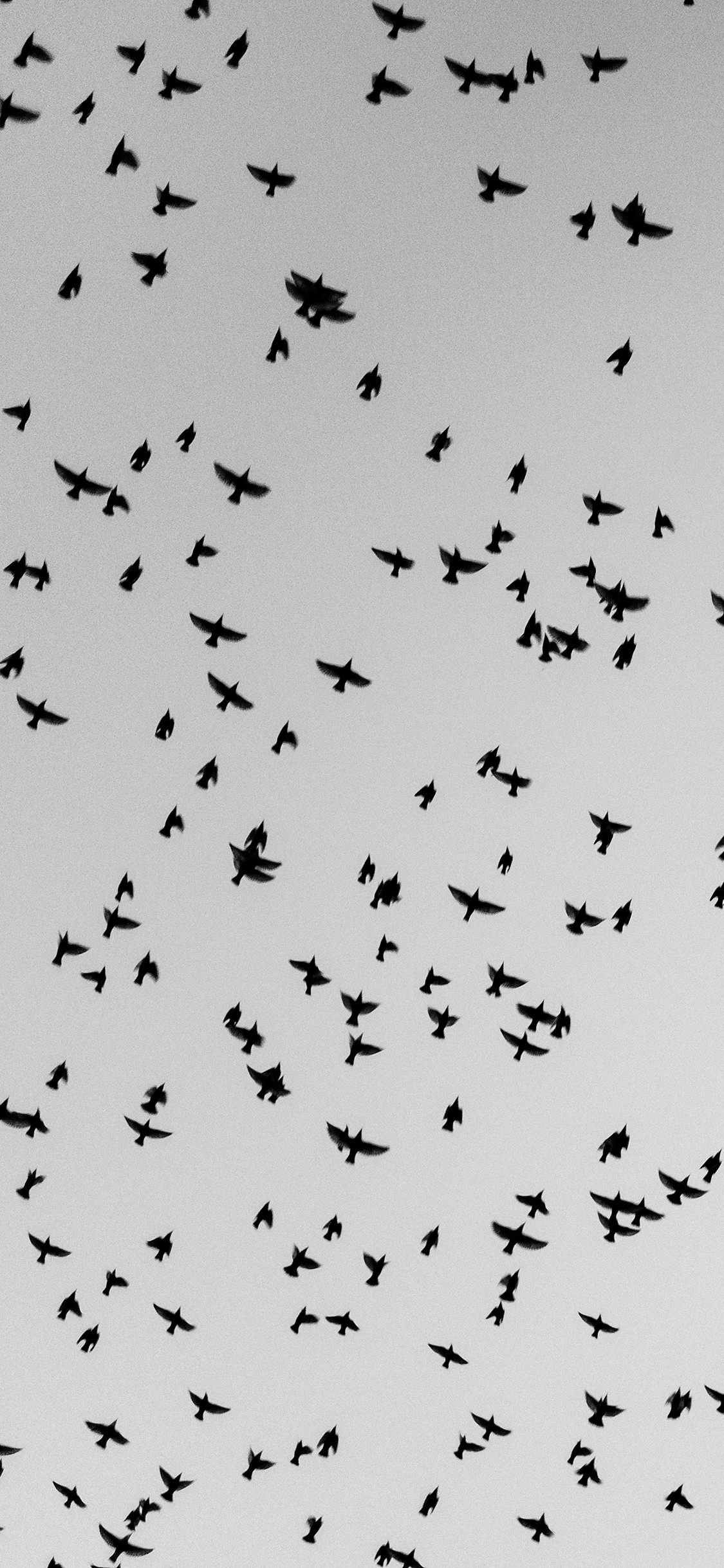 [2436×1125]鸟群 飞鸟 密集 黑白 苹果手机壁纸图片