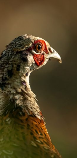 [2436x1125]鸡 羽毛 禽类 炯神 苹果手机壁纸图片