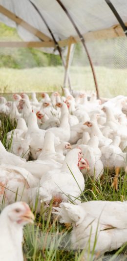 [2436x1125]鸡场 饲养 大棚 草地 养殖 苹果手机壁纸图片