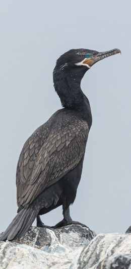 [2436x1125]鸬鹚 大型 鸟科 候鸟 苹果手机壁纸图片