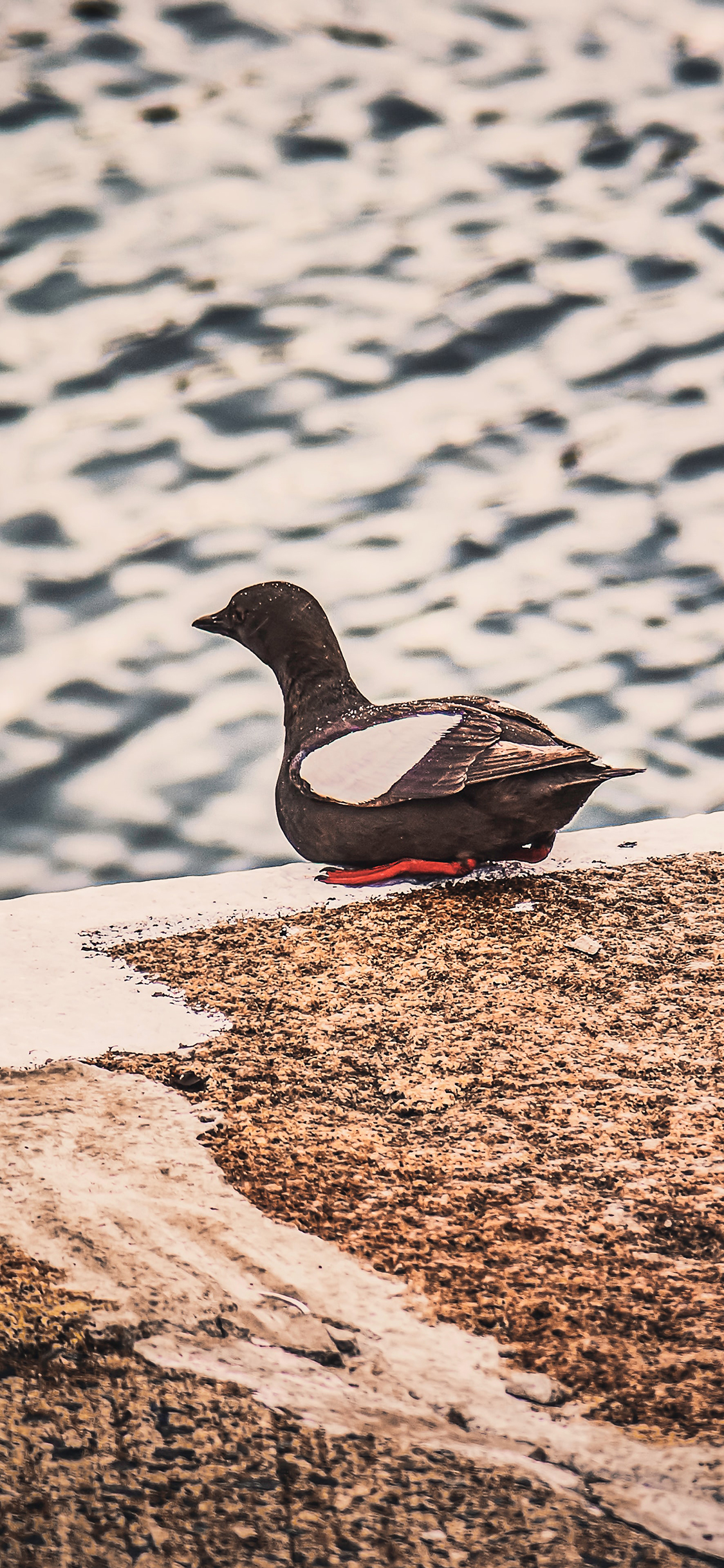 [2436×1125]鸭 水岸 番鸭 水禽 苹果手机壁纸图片