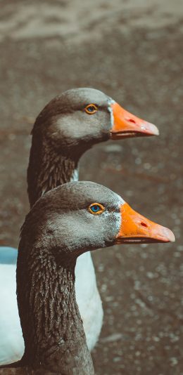 [2436x1125]鸭 牲畜 家禽 脖子 排列 苹果手机壁纸图片