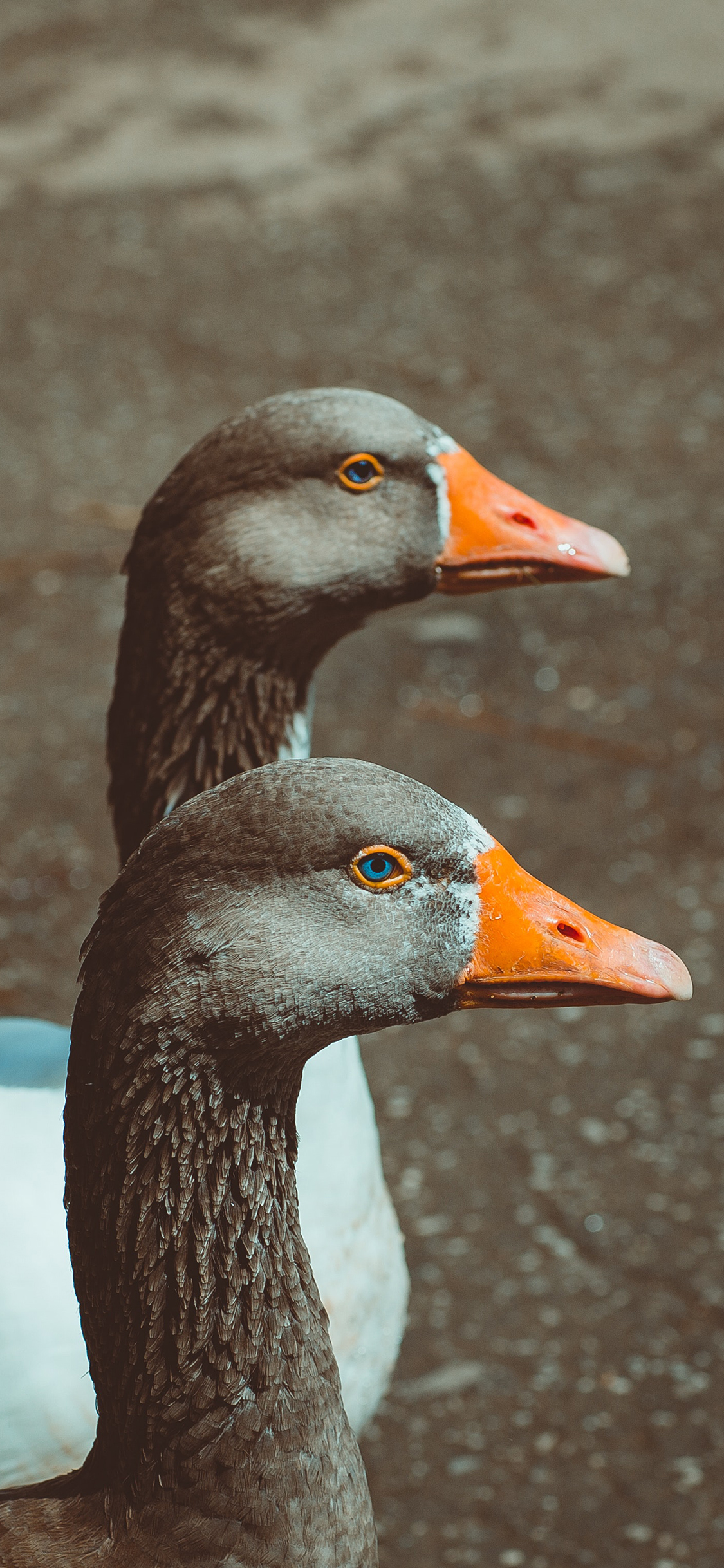 [2436×1125]鸭 牲畜 家禽 脖子 排列 苹果手机壁纸图片