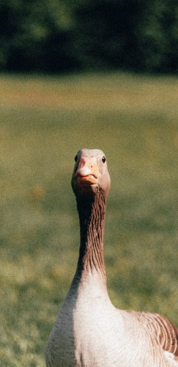 [2436x1125]鸭 牲畜 家禽 草坪 养殖 苹果手机壁纸图片
