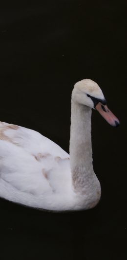 [2436x1125]鸭 禽类 牲畜 羽毛 苹果手机壁纸图片