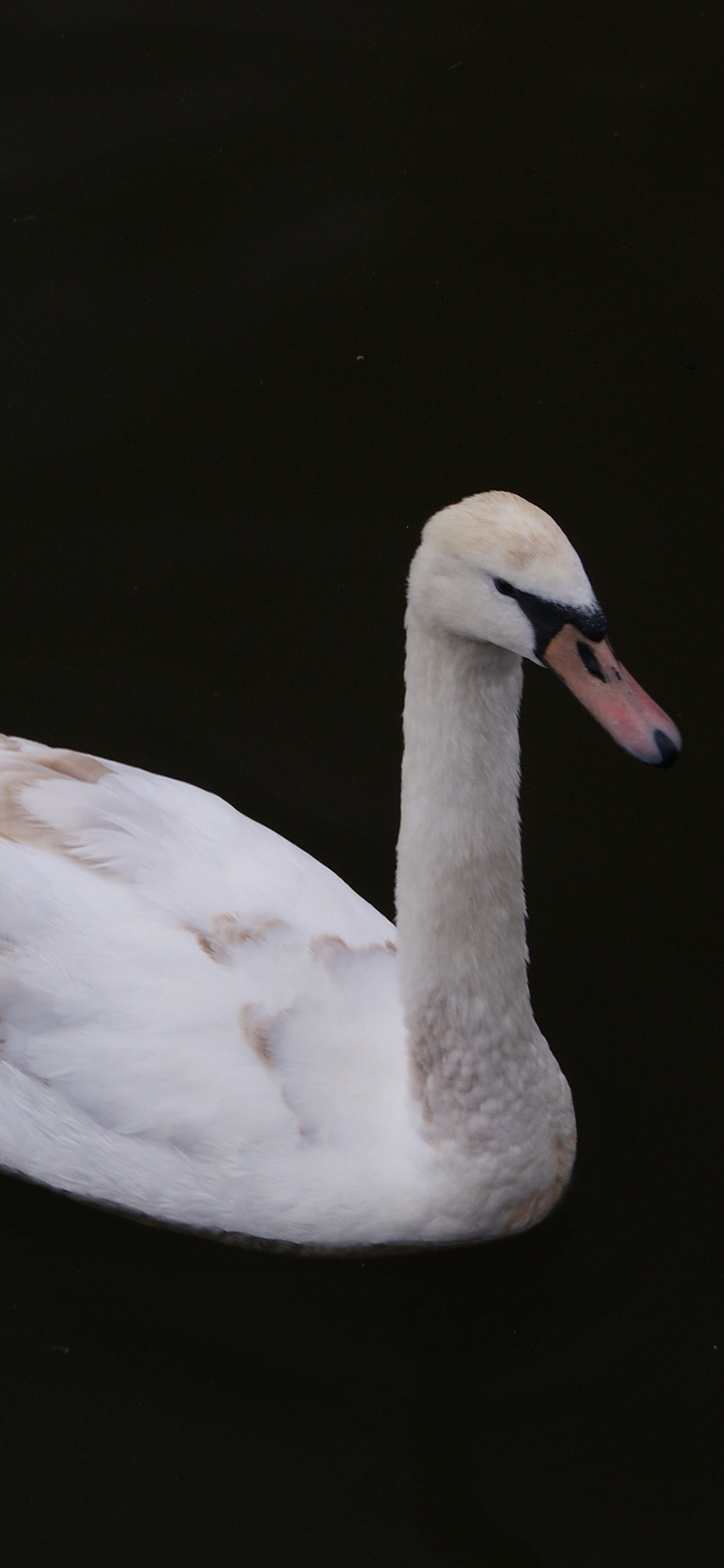 [2436×1125]鸭 禽类 牲畜 羽毛 苹果手机壁纸图片