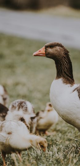 [2436x1125]鸭 禽类 鸭仔 草地 苹果手机壁纸图片