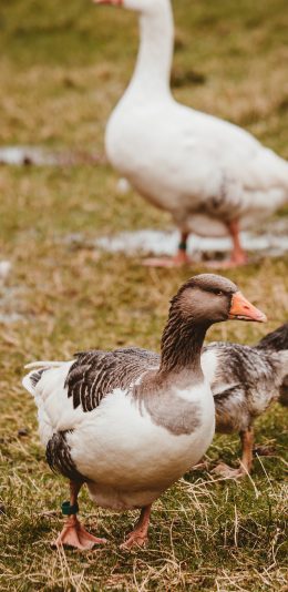 [2436x1125]鸭 草地 禽类 鸭蹼 苹果手机壁纸图片