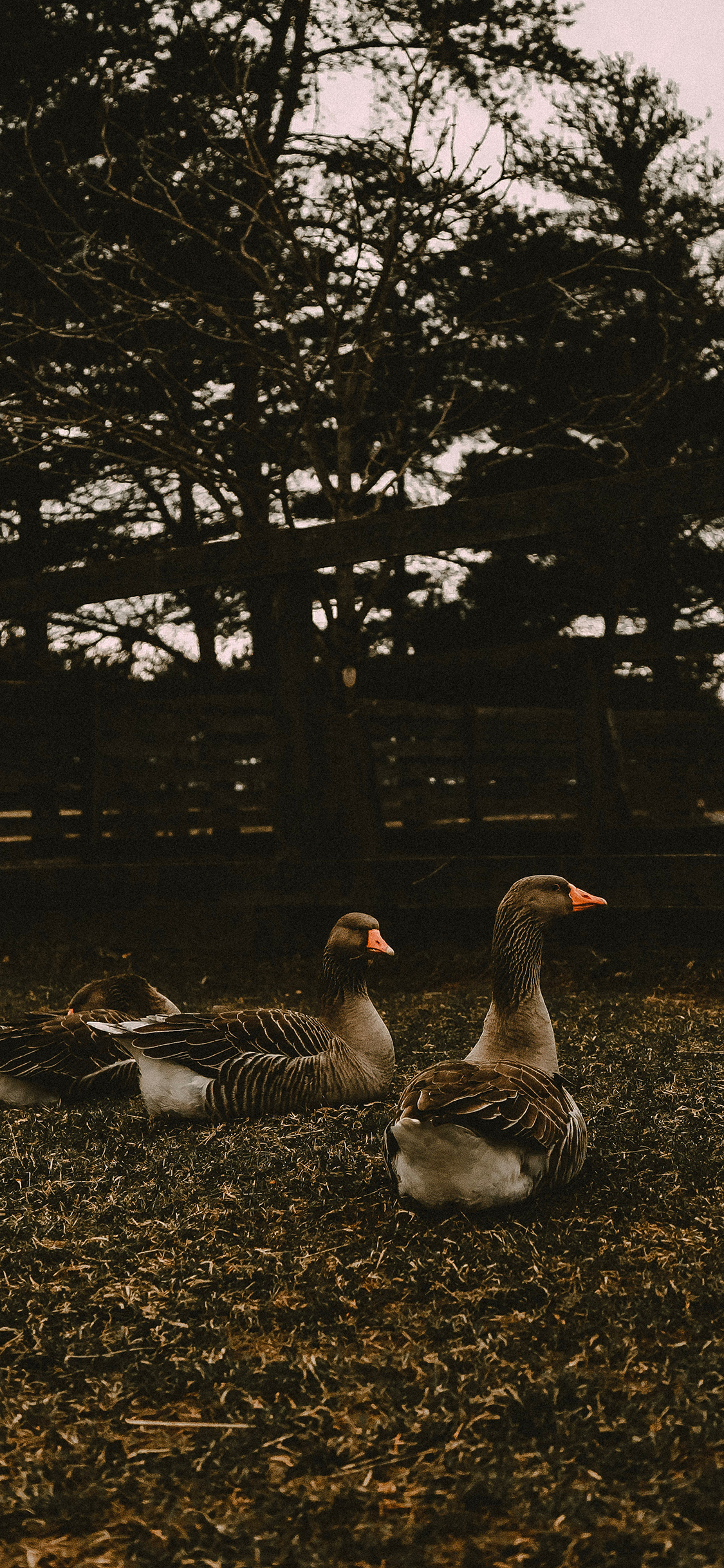 [2436×1125]鸭 野鸭 野外 禽类 苹果手机壁纸图片