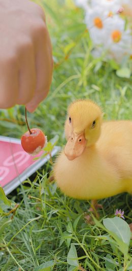 [2436x1125]鸭子 宠物 家禽 樱桃 草坪 苹果手机壁纸图片