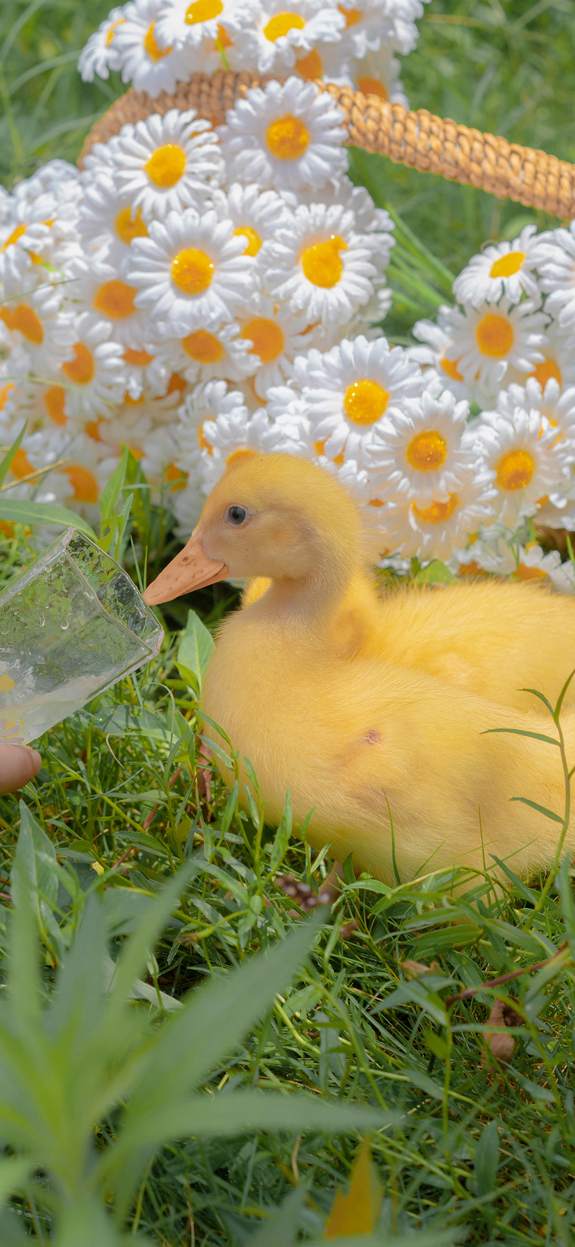 [2436×1125]鸭子 宠物 家禽 水 草坪 苹果手机壁纸图片