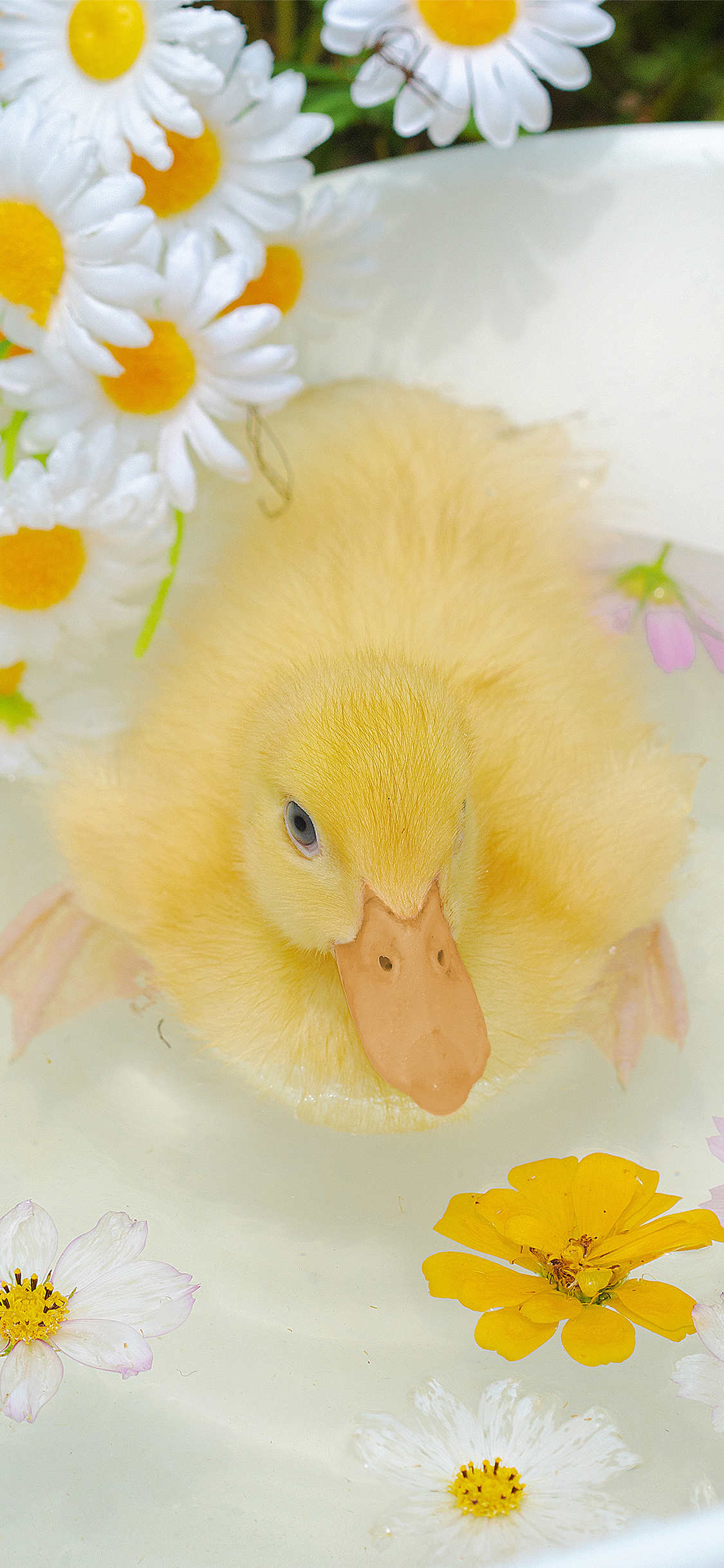 [2436×1125]鸭子 宠物 家禽 水 鲜花 苹果手机壁纸图片