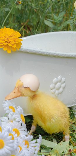 [2436x1125]鸭子 宠物 家禽 绿色 草坪 蛋壳 苹果手机壁纸图片