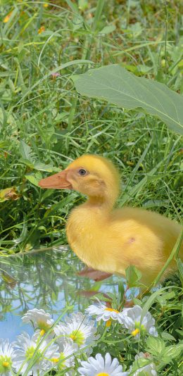[2436x1125]鸭子 宠物 家禽 绿色 草坪 镜子 苹果手机壁纸图片