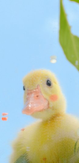 [2436x1125]鸭子 宠物 家禽 绿色 草坪 镜子 可爱 苹果手机壁纸图片