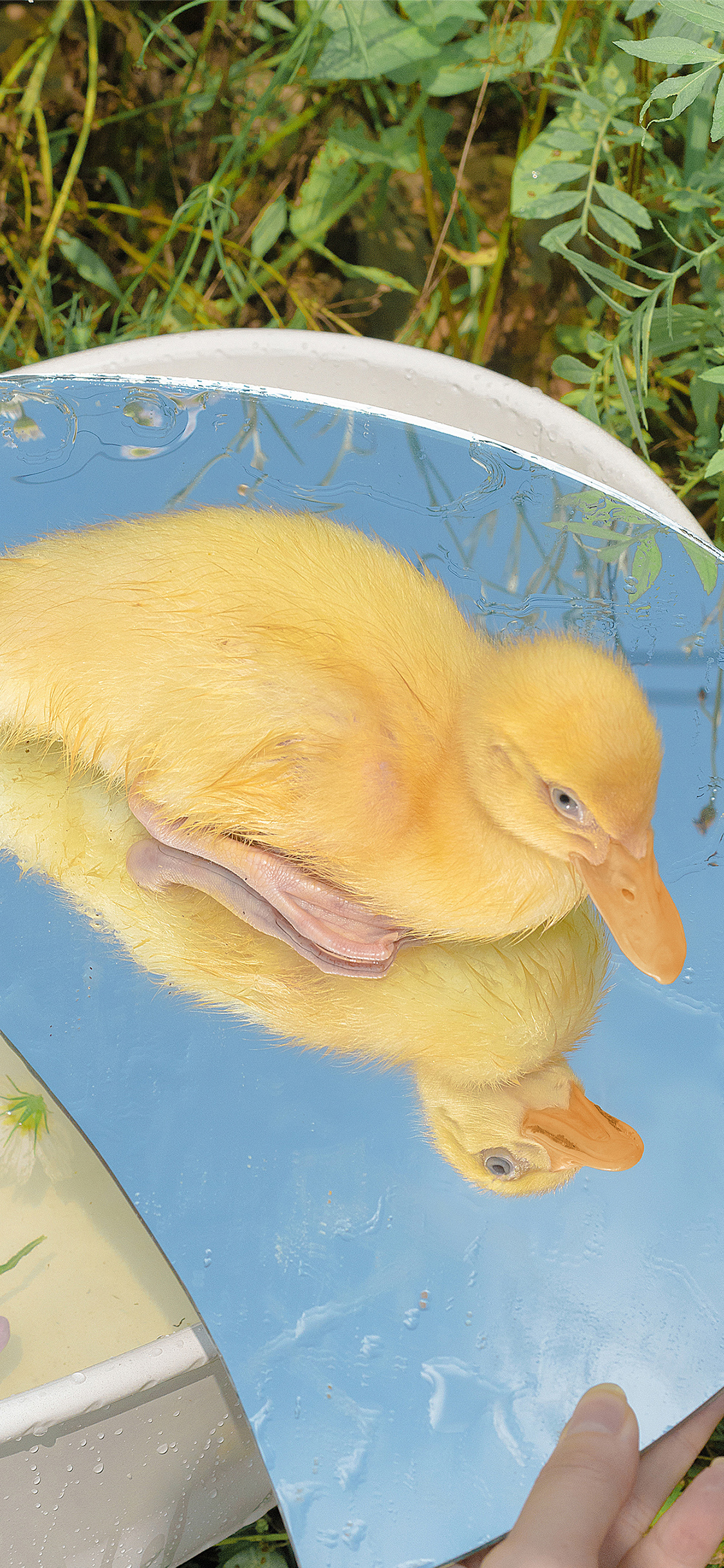 [2436×1125]鸭子 宠物 家禽 绿色 草坪 镜子 鲜花 苹果手机壁纸图片