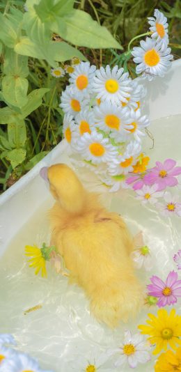 [2436x1125]鸭子 宠物 家禽 草丛 鲜花 水 苹果手机壁纸图片