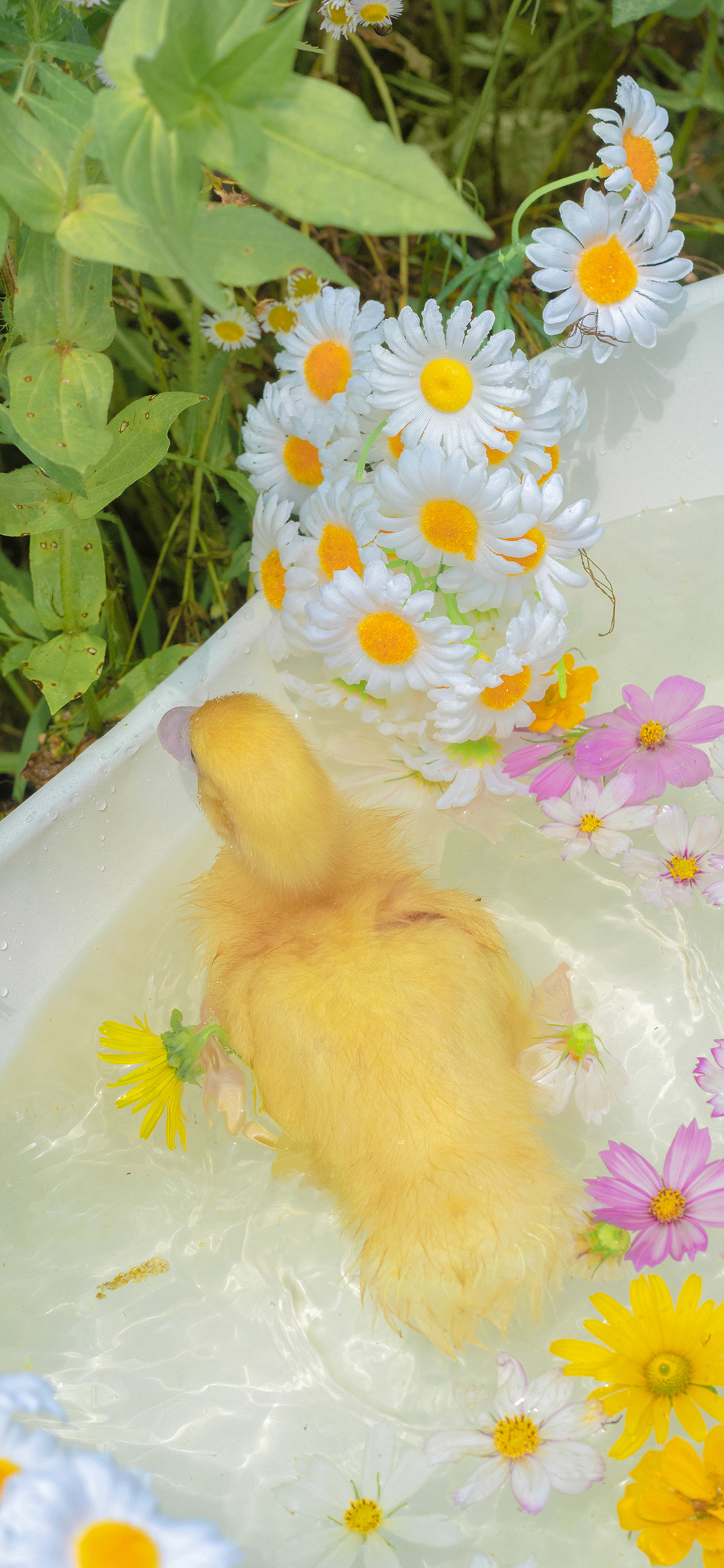 [2436×1125]鸭子 宠物 家禽 草丛 鲜花 水 苹果手机壁纸图片