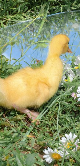 [2436x1125]鸭子 宠物 家禽 镜子 草坪 苹果手机壁纸图片