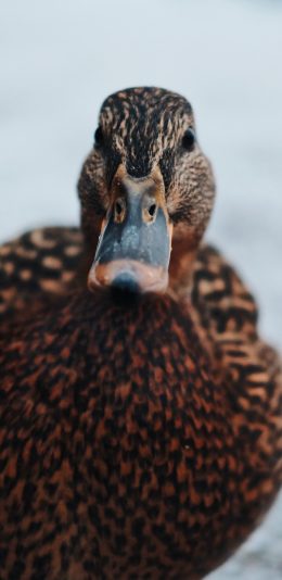[2436x1125]鸭子 家禽 特写 羽毛 苹果手机壁纸图片