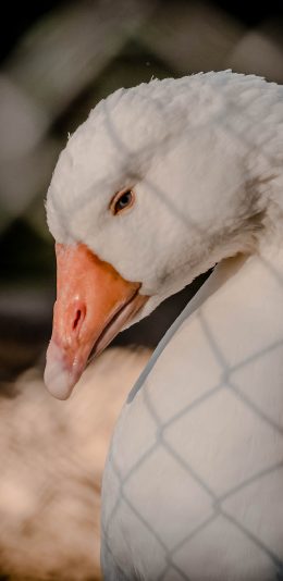 [2436x1125]鸭子 家禽 羽毛 铁丝网 苹果手机壁纸图片