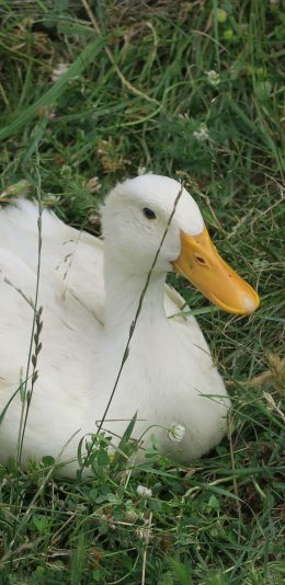 [2436x1125]鸭子 家禽 草坪 户外 苹果手机壁纸图片