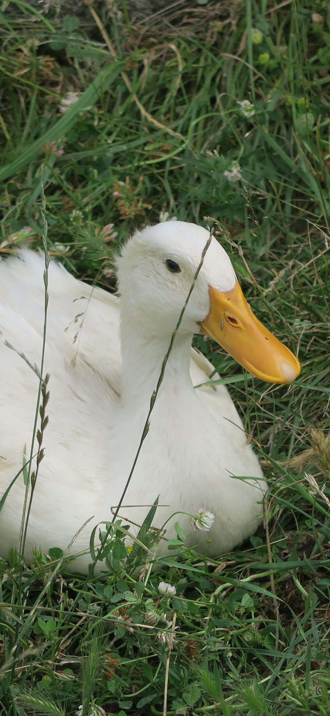 [2436×1125]鸭子 家禽 草坪 户外 苹果手机壁纸图片