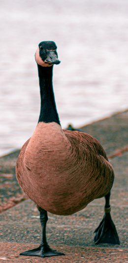 [2436x1125]鸭子 家禽 行走 鸭掌 苹果手机壁纸图片
