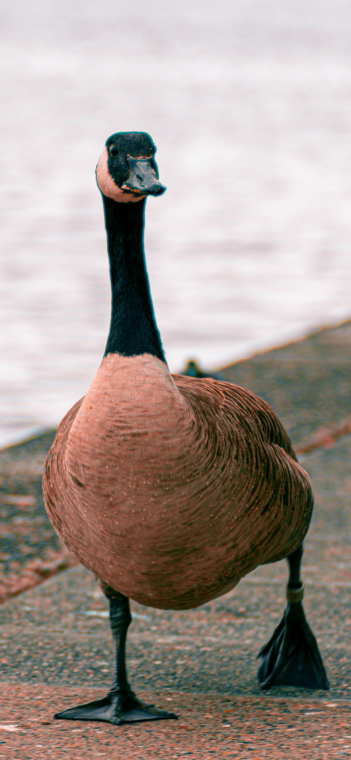 [2436×1125]鸭子 家禽 行走 鸭掌 苹果手机壁纸图片